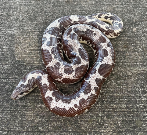 kenyan sand boa for sale kenyan sand boa for sale
