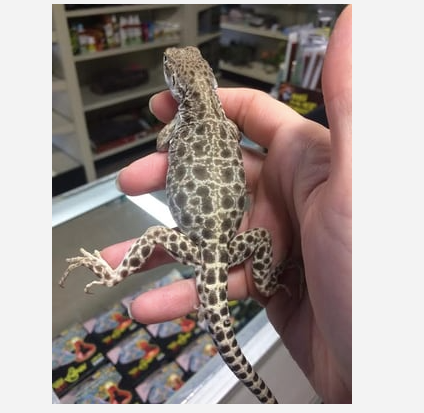 leopard lizard for sale leopard lizard for sale