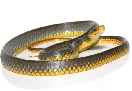 machete snake for sale machete snake for sale