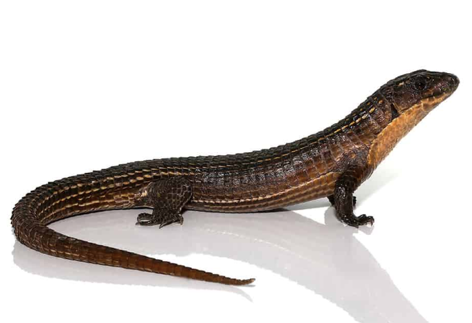 major plated lizard for sale major plated lizard for sale