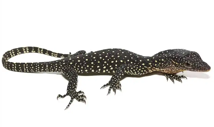 solomon island mangrove monitor for sale solomon island mangrove monitor for sale