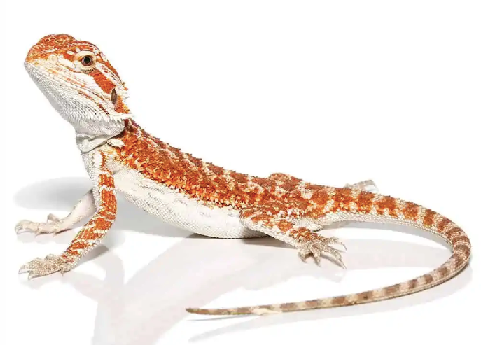 molten lava bearded dragon for sale molten lava bearded dragon for sale
