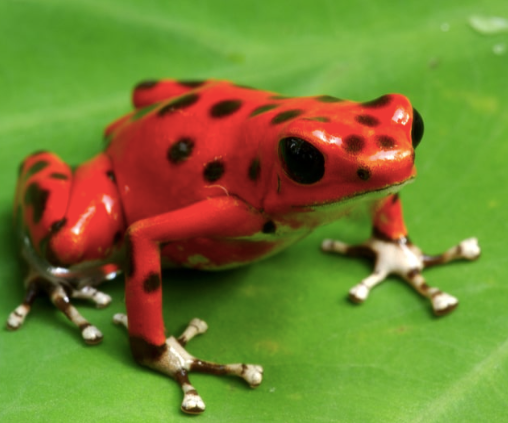 nicaragua strawberry dart frog for sale nicaragua strawberry dart frog for sale