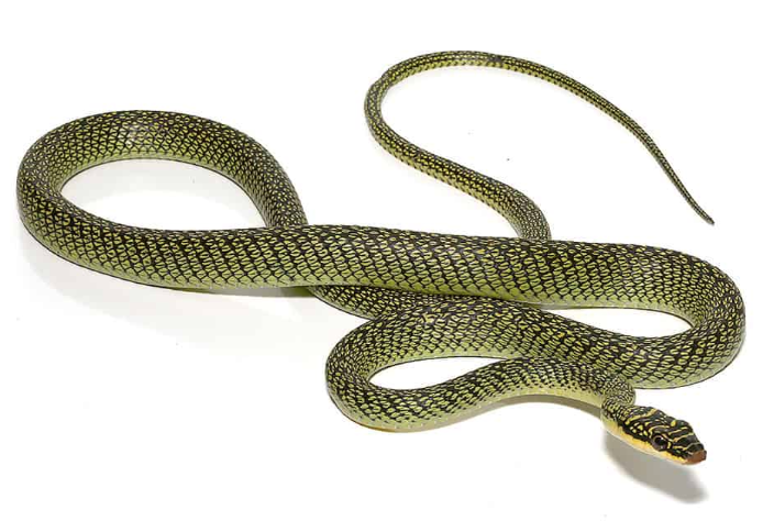 ornate flying snake for sale ornate flying snake for sale