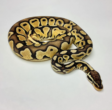 pastel ball python for sale pastel ball python for sale