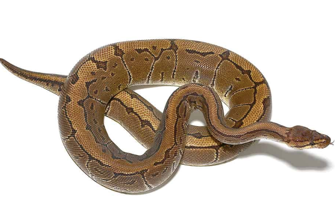 pinstripe ball python for sale pinstripe ball python for sale