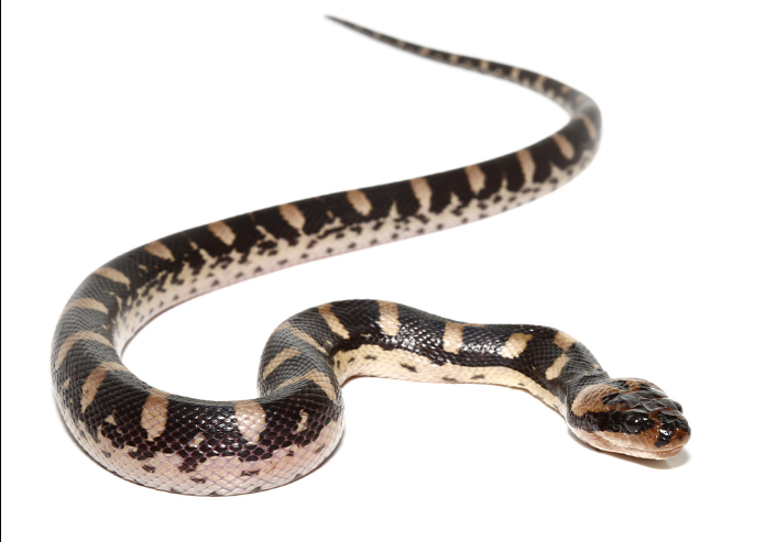 puff faced water snake for sale puff faced water snake for sale