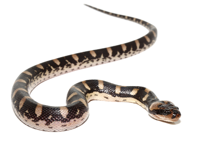 puff faced water snake for sale puff faced water snake for sale