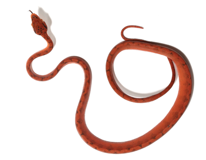 red amazon tree boa for sale red amazon tree boa for sale