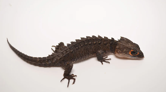 red eyed crocodile skink for sale red eyed crocodile skink for sale