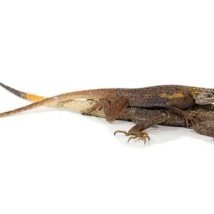 red headed agama for sale