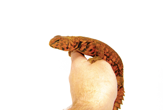 red niger uromastyx for sale red niger uromastyx for sale