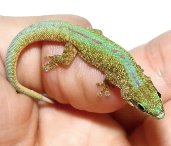 robert merten’s day gecko for sale robert merten’s day gecko for sale