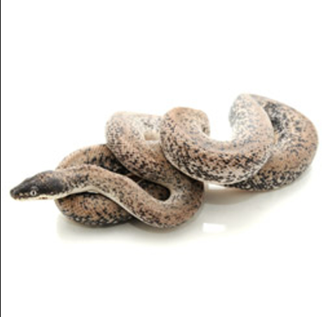 savu python for sale savu python for sale