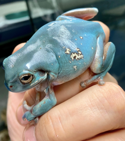 snowflake whites tree frog for sale snowflake whites tree frog for sale