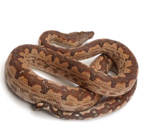 solomon island ground boa for sale solomon island ground boa for sale