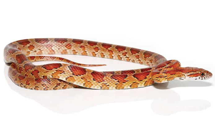 south florida corn snake for sale south florida corn snake for sale