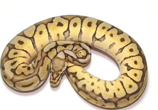 spider ball python for sale spider ball python for sale