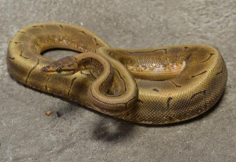 spinner ball python for sale spinner ball python for sale