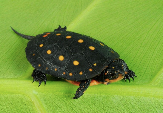 spotted turtle for sale spotted turtle for sale