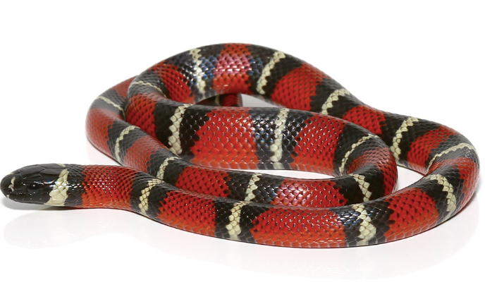 stuart’s milk snake for sale stuart’s milk snake for sale