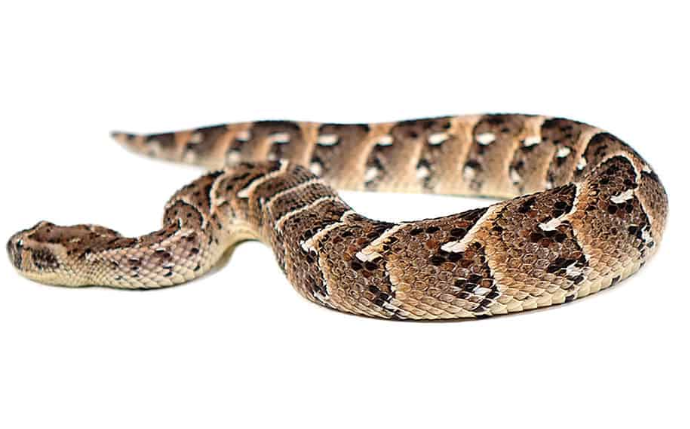 tanzanian puff adder for sale tanzanian puff adder for sale