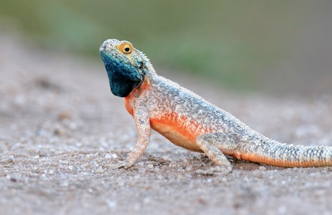 tanzanian spiny agama for sale tanzanian spiny agama for sale