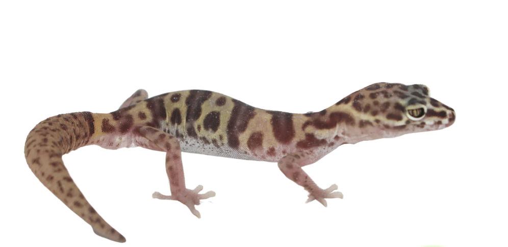 texas banded gecko for sale texas banded gecko for sale
