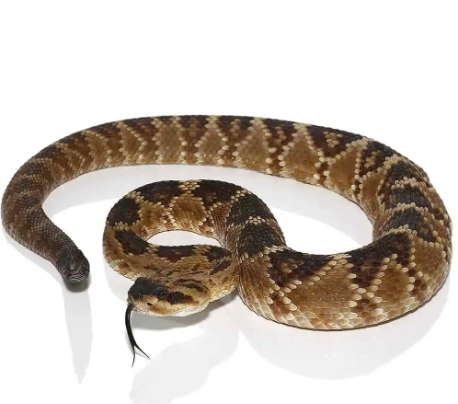 texas blacktail rattlesnake for sale texas blacktail rattlesnake for sale