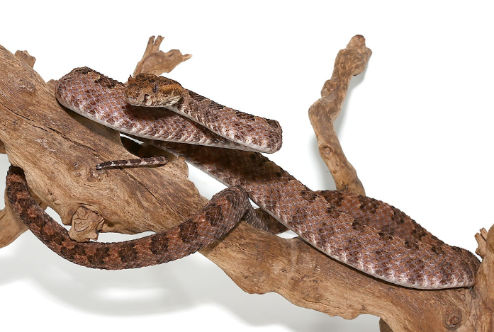 three horned scaled pit viper for sale three horned scaled pit viper for sale