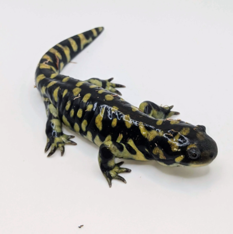 tiger salamander for sale tiger salamander for sale