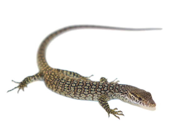 timor monitor for sale timor monitor for sale