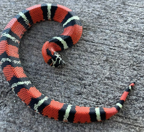 tricolor hognose snake for sale tricolor hognose snake for sale