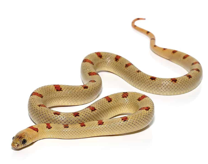 variable kingsnake for sale variable kingsnake for sale