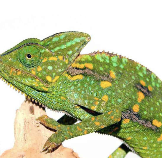 veiled chameleon (3 5 inch) veiled chameleon (3 5 inch)