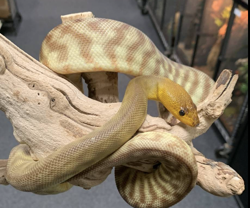 woma python for sale woma python for sale