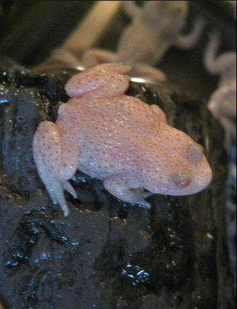 Albino Firebelly Toad for Sale albino firebelly toad for sale
