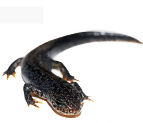 Alpine Newt for Sale alpine newt for sale