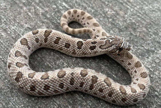 Anaconda Western Hognose Snake for Sale anaconda western hognose snake for sale
