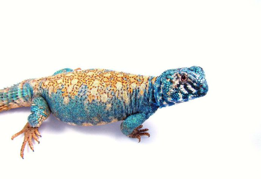 Arabian Blue Uromastyx for Sale arabian blue philbyi uromastyx for sale