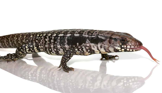 Baby Blue Tegu For Sale baby blue teg e1754985540622