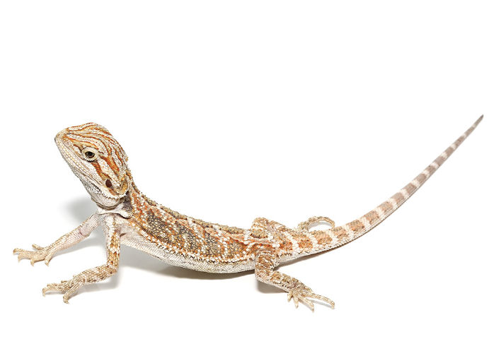 Bearded Dragon For Sale bearded dragon 2
