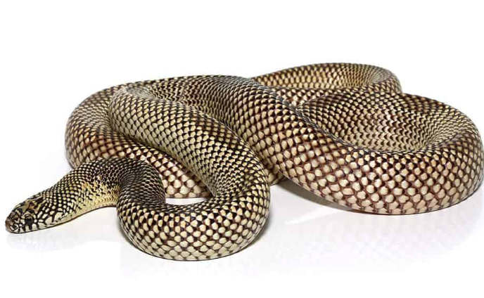Blotched Kingsnake For Sale blotched kingsnake e1756223046754