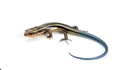 Blue Tail Skink for Sale blue tail skink for sale