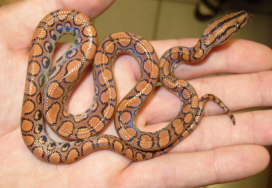 Brazilian Rainbow Boa for Sale brazilian rainbow boa for sale