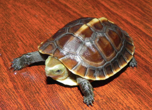 Chinese Box Turtle for Sale chinese box turtle for sale 1 2