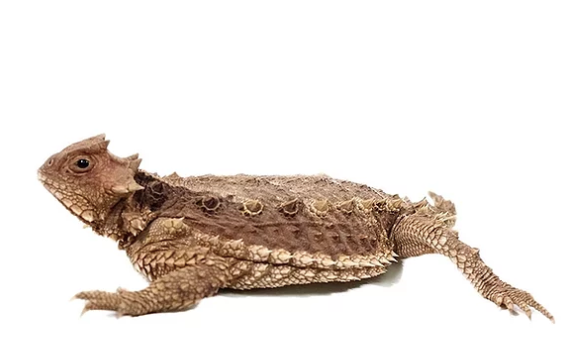 desert horned lizard for sale