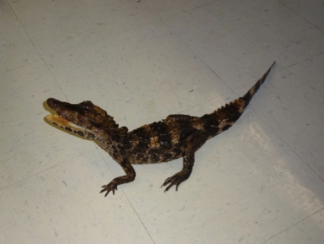 Smooth Front Caiman For Sale smooth front caiman sale 2