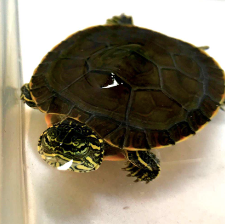 Western Painted Turtle for Sale western painted turtle for sale
