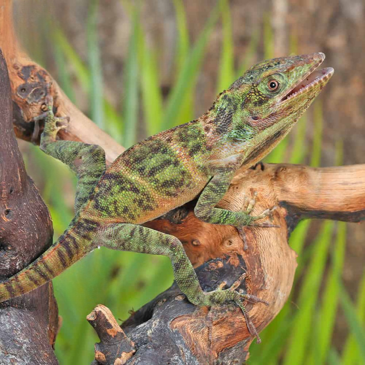 Baby Giant Western Anole For Sale baby giant western anole cleanup